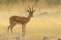 The Chinkara, Ranthambhor National Park, India Fine Art Print