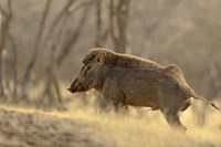 Wild Boar, Ranthambhor National Park, India Fine Art Print