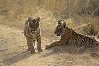 Young Royal Bengal Tiger, Ranthambhor National Park, India Fine Art Print