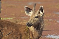 Young Sambar stag, Ranthambhor National Park, India Fine Art Print