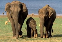 Asian Elephant Family, Nagarhole National Park, India Fine Art Print