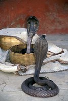 Snake Charming, Oris, India Fine Art Print