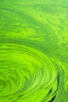 Algae on water, Indhar Lake, Udaipur, Rajasthan, India Fine Art Print