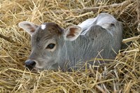 Baby Calf, Cow, Farm Animal, Orissa, India Fine Art Print