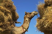 Camel Carrying Straw, Pushkar, Rajasthan, India Fine Art Print