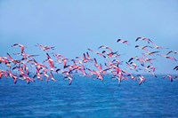 Lesser Flamingo tropical bird, Lake Chilka, Barkul, Orissa Fine Art Print