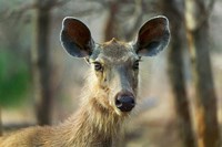 Sambar in Ranthambore National Park, Rajasthan, India Fine Art Print