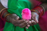 Woman and Chick Painted with Holy Color, Orissa, India Fine Art Print