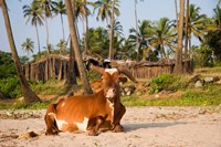 Goa, India. A lazy cow resting on Vagator Beach Fine Art Print