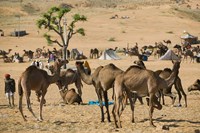 Camel Market, Pushkar Camel Fair, India Fine Art Print