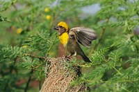 Baya Weaver bird, Keoladeo National Park, India Fine Art Print