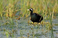 Bronze-winged Jacana bird, Keoladeo NP, India Fine Art Print