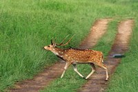 Chital Stag, Corbett National Park, India Fine Art Print