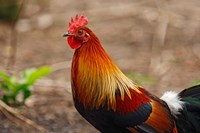 Close up of Red Jungle Fowl, Corbett National Park, India Fine Art Print