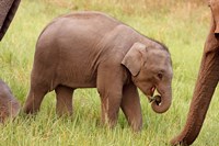 Indian Elephant calf,Corbett National Park, India Fine Art Print
