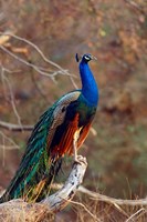 Indian Peacock, Ranthambhor National Park, India Fine Art Print
