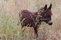 Little Donkey, Leh, Ladakh, India Fine Art Print