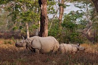One-horned Rhinoceros and young, Kaziranga National Park, India Fine Art Print