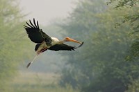 Painted Stork in flight, Keoladeo National Park, India by Jagdeep Rajput - various sizes, FulcrumGallery.com brand