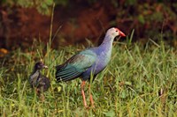 Purple Moorhen and young birds, Keoladeo NP, India Fine Art Print