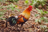 Red Jungle Fowl, Corbett National Park, India Fine Art Print
