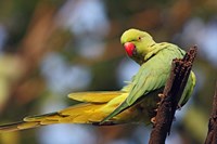 Roseringed Parakeet tropical bird, Keoladeo NP, India Fine Art Print