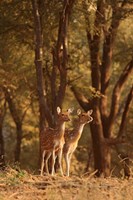 Spotted Deers watching Tiger, Ranthambhor NP, India Fine Art Print