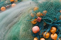 Fisherman harvesting fish on the beach, Goa, India Fine Art Print