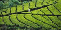 Tea Plantation, Kerala, India Fine Art Print