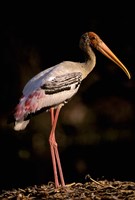 Painted Stork, Bharatpur, Keoladeo National Park, Rajasthan, India by Pete Oxford - various sizes