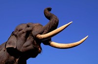 Indian Elephant, Kaziranga National Park, Assam, India Fine Art Print