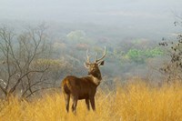 Sambar Deer in Ranthambore National Park, Rajasthan, India Fine Art Print