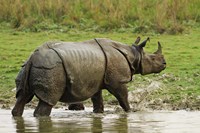 One-horned Rhinoceros, coming out of jungle pond, Kaziranga NP, India Fine Art Print
