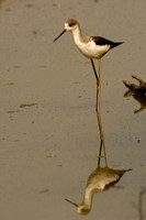 Black-winged stilt bird, Keoladeo Ghana Sanctuary, INDIA Fine Art Print