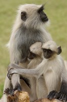 Hanuman Langurs monkeys, Jodhpur, Rajasthan Fine Art Print