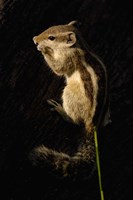 Northern Palm Squirrel, Bharatpur NP, Rajasthan. INDIA Fine Art Print