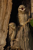 Pair of Spotted Owls, Bharatpur NP, Rajasthan. INDIA Fine Art Print