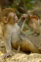 Rhesus Macaque, Bharatpur National Park, Rajasthan INDIA Fine Art Print
