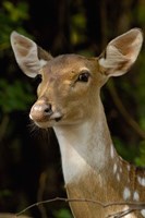 Spotted Deer wildlife, Bharatpur, Keoladeo Ghana, INDIA Fine Art Print