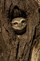 Spotted Owlet bird in a tree, Bharatpur NP, Rajasthan. INDIA Fine Art Print