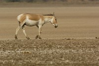 Asiatic Wild Ass, Donkey, Gujarat, INDIA Fine Art Print