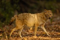Golden Jackal wildlife, Bharatpur NP, Rajasthan. INDIA Fine Art Print