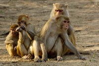 Group of Rhesus Macaques, Bharatpur NP, Rajasthan, INDIA Fine Art Print