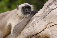 Hanuman Langur monkey, Mandore, Rajasthan. INDIA Fine Art Print