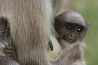 Hanuman Langurs baby monkey, Mandore, Rajasthan. INDIA Fine Art Print