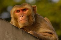 Rhesus Macaque, Bird, Bharatpur. Rajasthan. INDIA Fine Art Print
