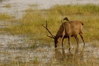 Sambar Deer, Ranthambhore NP, Rajasthan, India Fine Art Print