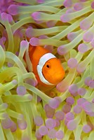 Anemonefish in protective anemone, Raja Ampat, Papua, Indonesia by Jaynes Gallery - various sizes