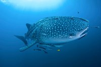 Bay Whale shark and remoras Fine Art Print