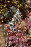 Blue-ring octopus and coral, Raja Ampat, Papua, Indonesia Fine Art Print